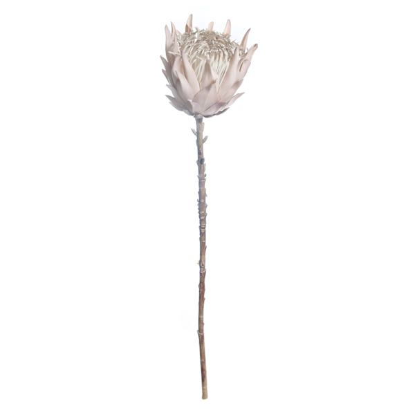 Protea lights cheap