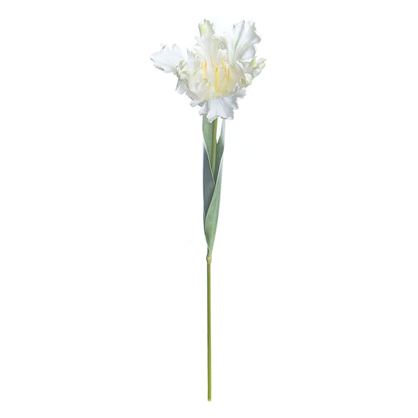 Willow Crossley White Parrot Tulip Stem, 25"
