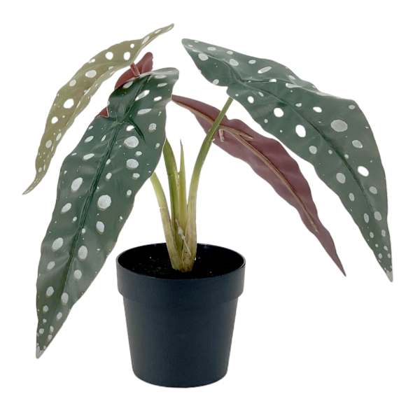 Outdoor Rated Trout Begonias Arrangement, 10"
