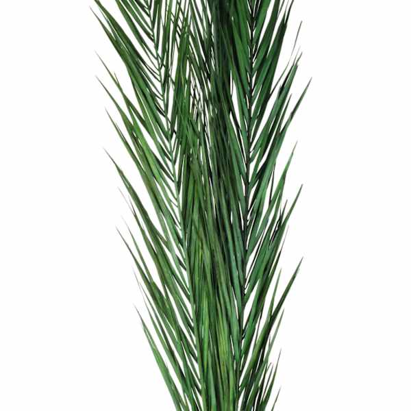 Found & Fable Kager Leaves, 3'-4'