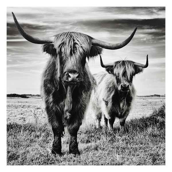 Highland Cows Canvas Wall Art, 24"