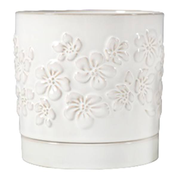 Indoor Dahlia White Pot, Medium