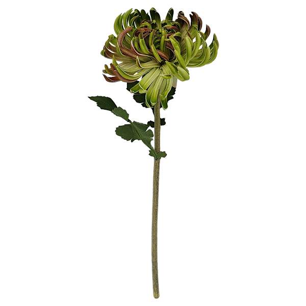 Willow Crossley Green Real Feel Chrysanthemum Floral Stem, 12"