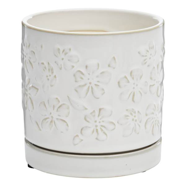 Indoor Dahlia White Pot, Small