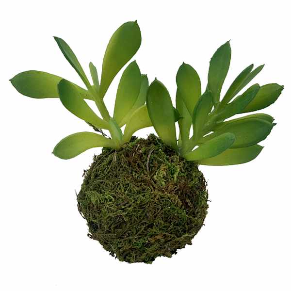 Succulents in Moss Ball, 5"