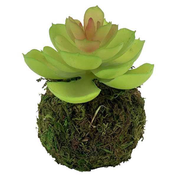 Succulent in Moss Ball, 5"