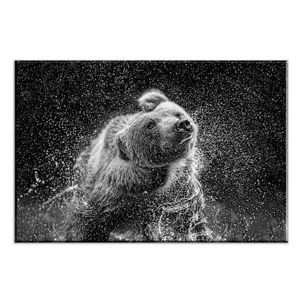 Bear Shaking Water Canvas Wall Art, 20x30