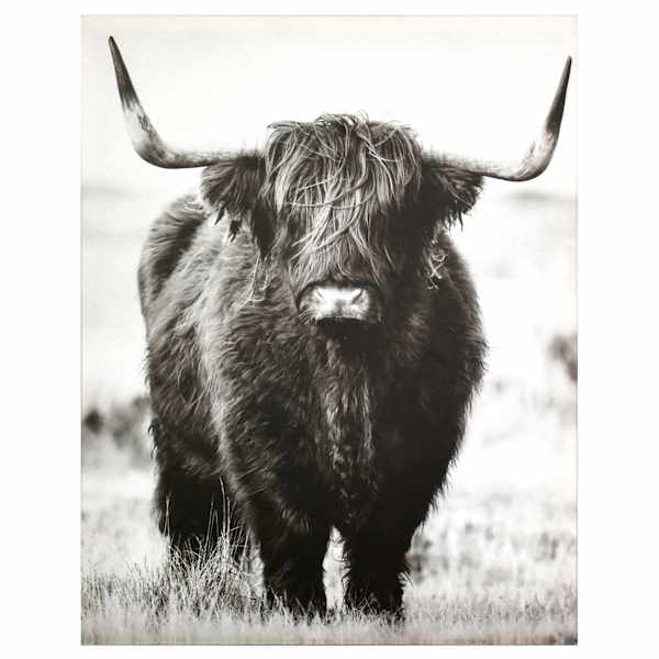 Ty Pennington Highland Cow Canvas Wall Art, 22x28