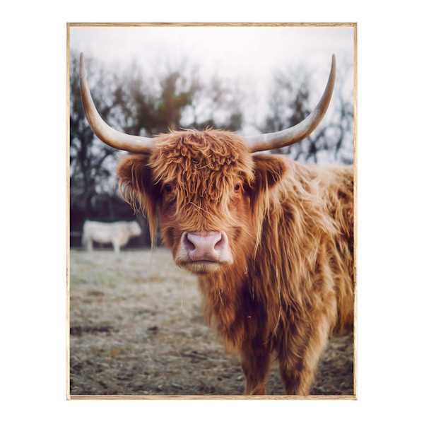 Ty Pennington Framed Highland Cow Canvas Wall Art, 24x30