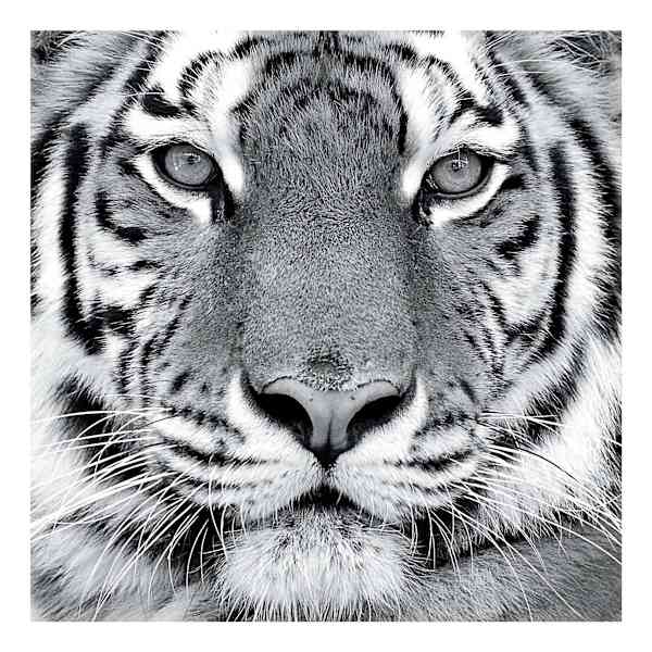 Tiger Canvas Wall Art, 30"