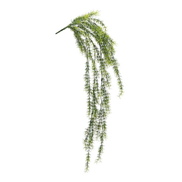 Sprengeri Hanging Bush, 39"