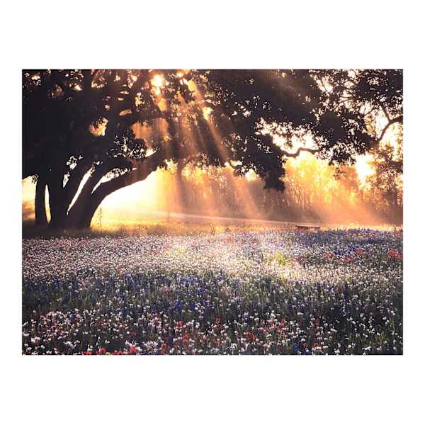 Morning Light Canvas Wall Art, 40x30
