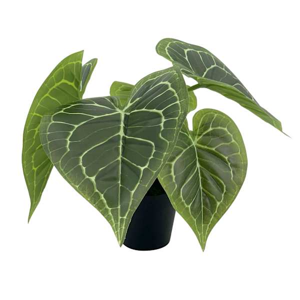 Outdoor-Rated Alocasia Arrangement, 12"