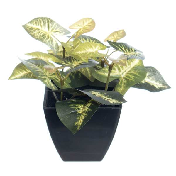Syngonium Plant in Black Pot, 6.5"