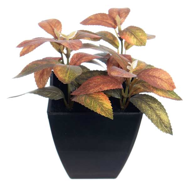 Cuscus Plant in Pot, 5.5"