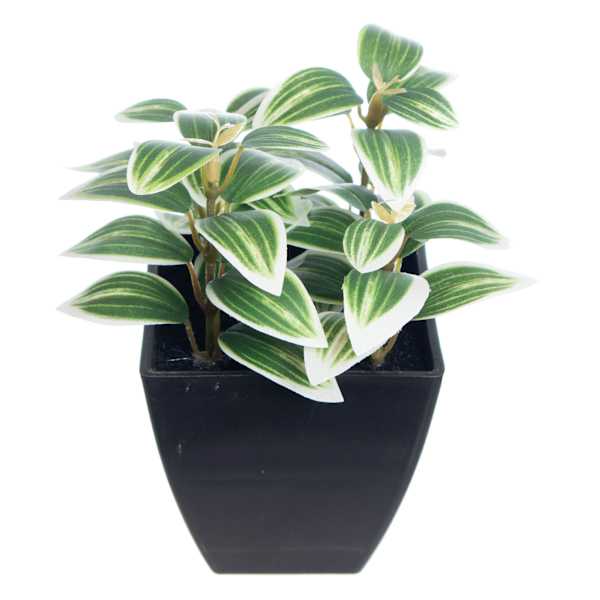 Green Wandering Jew Plant in Pot, 6"