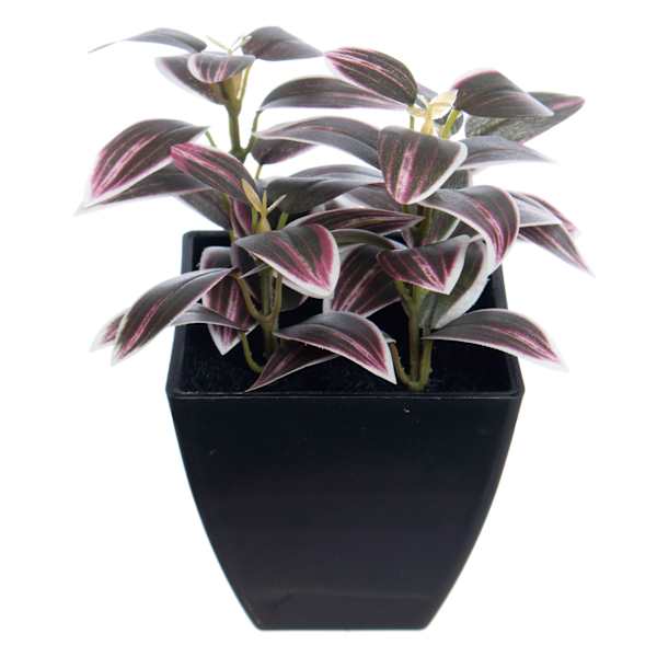 Purple Wandering Jew Plant in Pot, 6"