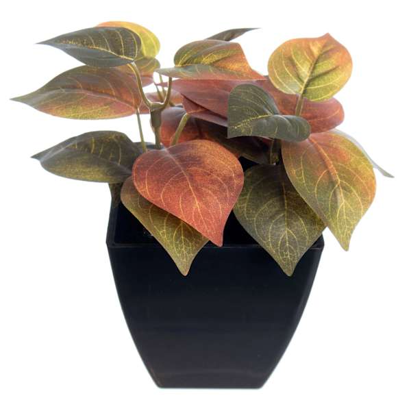 Philodendron Plant in Black Pot, 6"