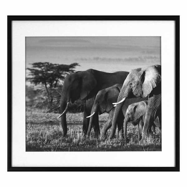 Glass Framed African Elephants Print Wall Art, 29x23