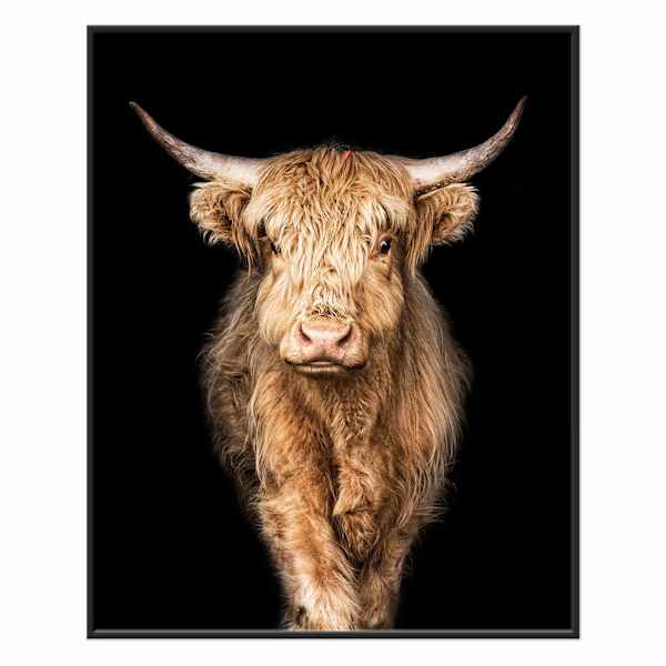 Framed Highland Cow Canvas Wall Art, 24x30