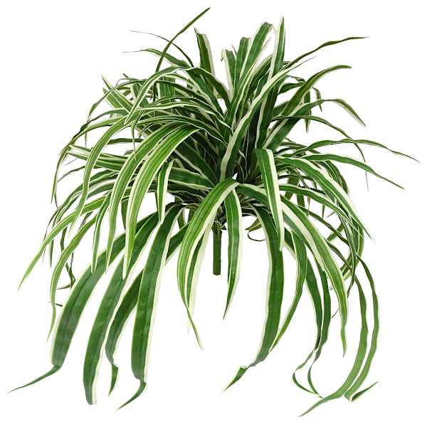 Spider Plant Bush, 26"