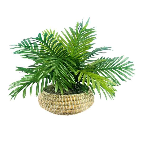 Palm in Low Round Basket, 17"