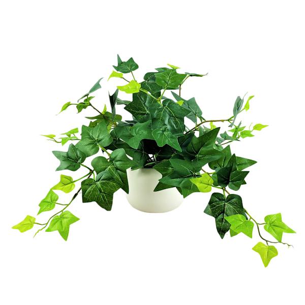 Ivy in White Pot, 12"