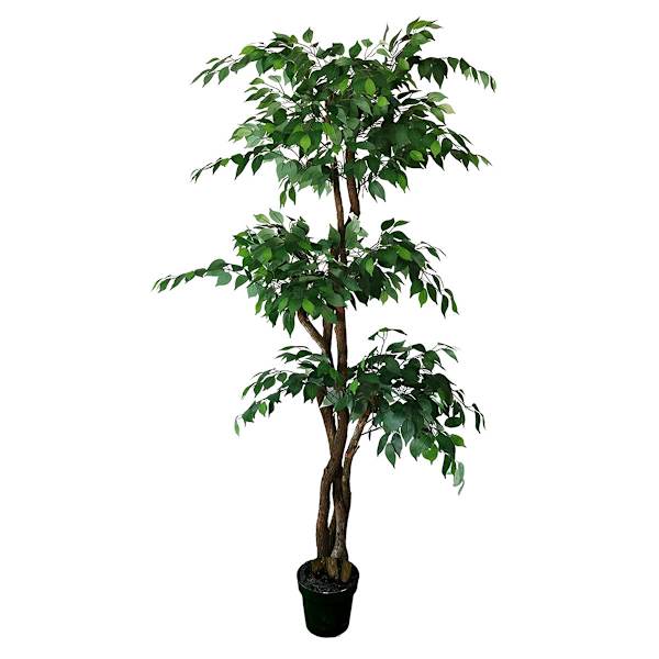 Real-Bark Fiscus Tree in Black Pot, 6.5'