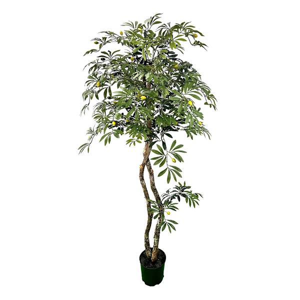 Real-Bark Young Olive Tree, 6'