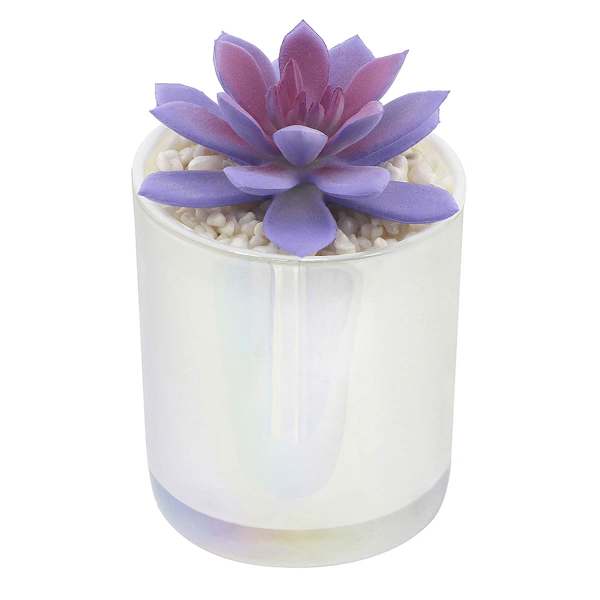 Purple Echeveria in White Vase, 5"