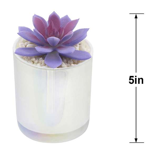 Purple Echeveria in White Vase, 5"