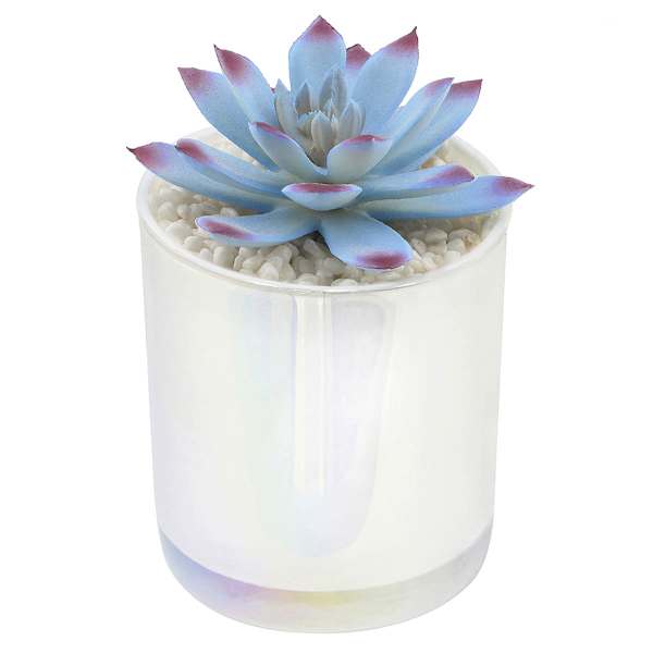 White Echeveria in White Vase, 5"