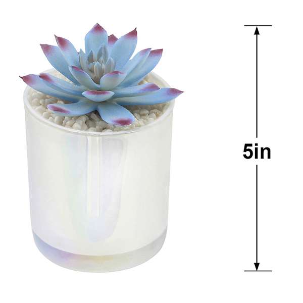 White Echeveria in White Vase, 5"