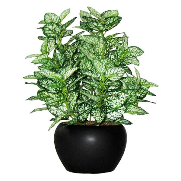 Potted Greenery Plant, 10"