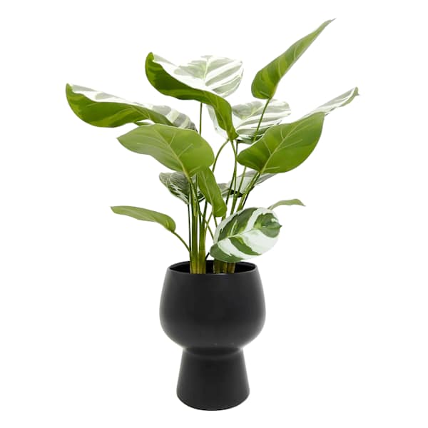 Varigated Rubber Plant in Ceramic Pot, 22"