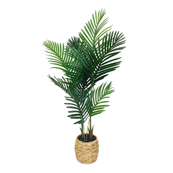 Areca Palm Tree in Basket, 4'