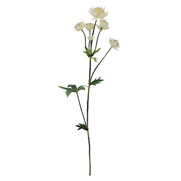 White Astrantia Stem, 22"