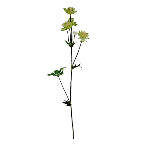 Green Astrantia Spray, 22"