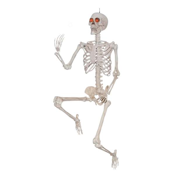 Posable Life-Size Halloween Skeleton, 5'