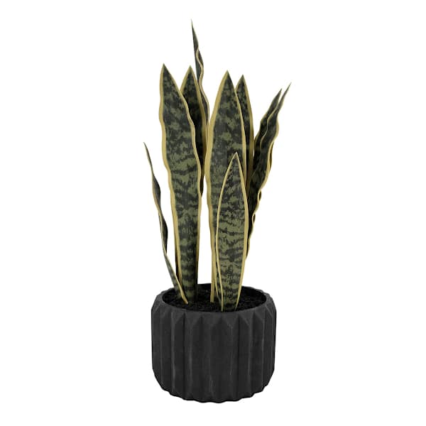 Snake Plant in Black Cement Pot, 20"