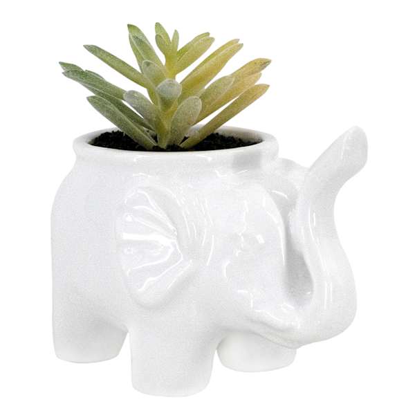 Succulent in Elephant Pot, 4"