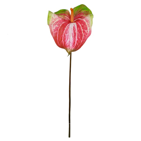 Green & Pink Anthurium Stem, 33.5"