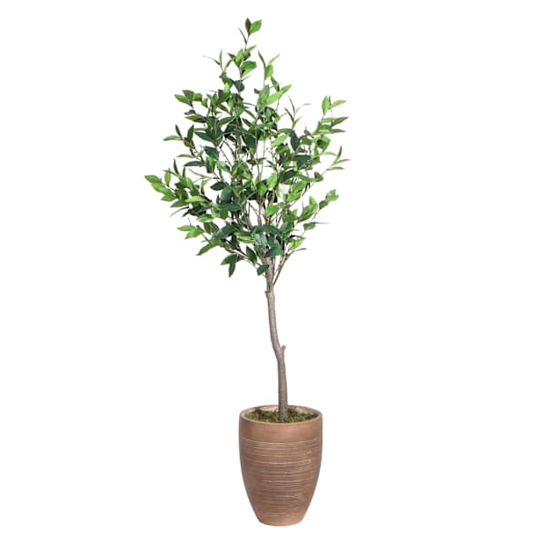 Bay Tree in Magnesia Pot, 47"