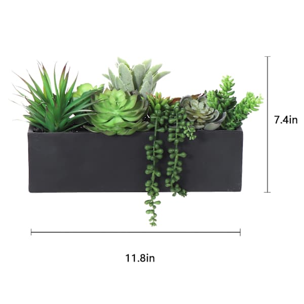 Succulents in Black Cement Pot