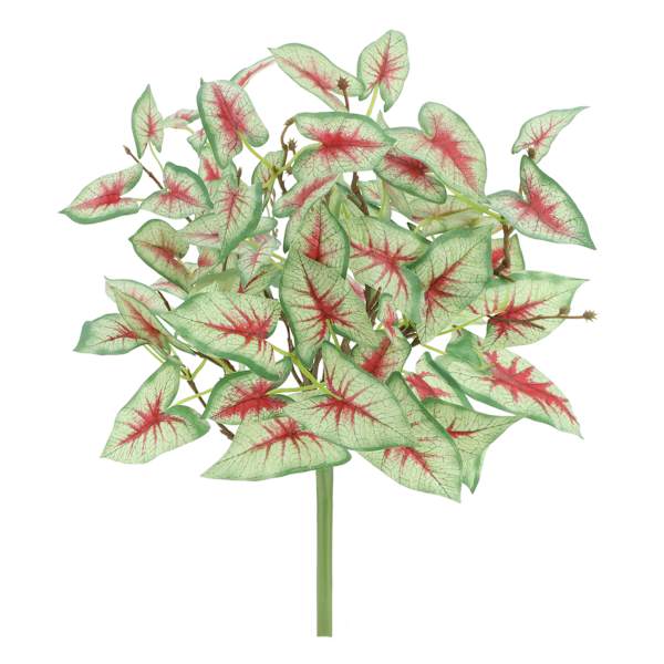 Caladium Bush, 14"