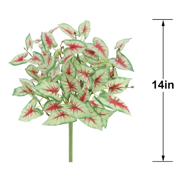 Caladium Bush, 14"