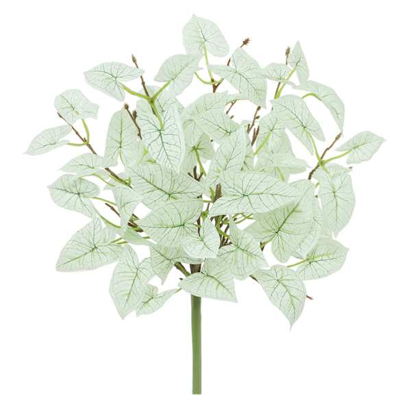 Caladium Bush, 14"