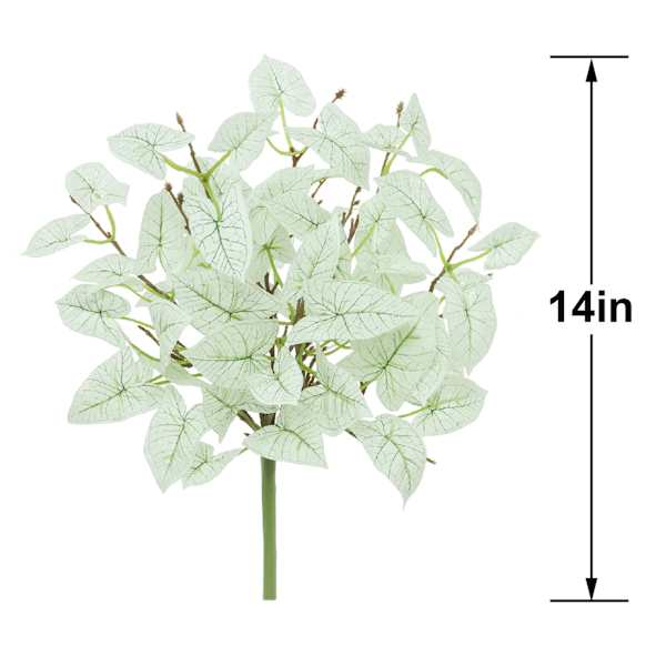 Caladium Bush, 14"