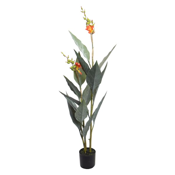 Canna Plant in Plastic Pot, 45"