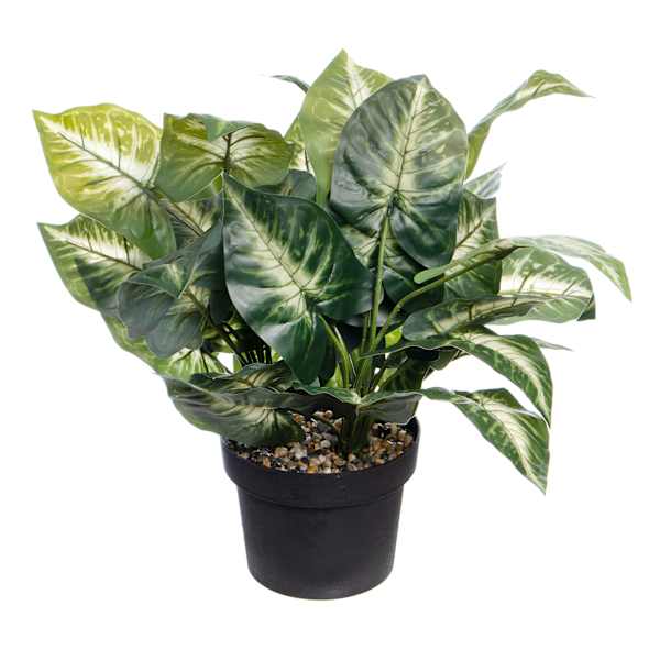 UV-Protected Caladium in Plastic Pot, 16"